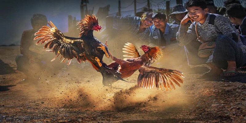 Mẹo và bí quyết được chia sẻ giúp đá gà cựa sắt đơn giản hơn bao giờ hết